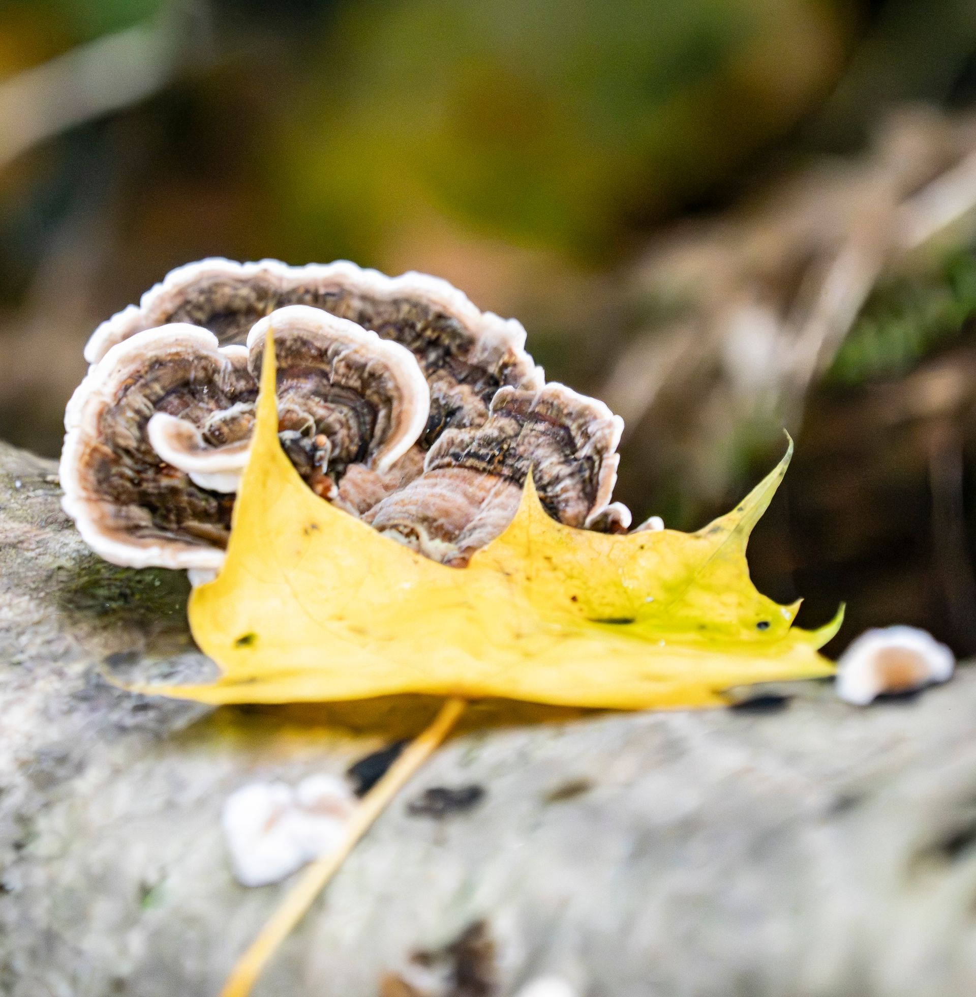 tree fungi with yellow leave