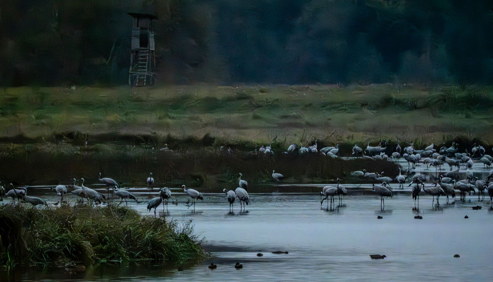 Cranes at the Evening Rest