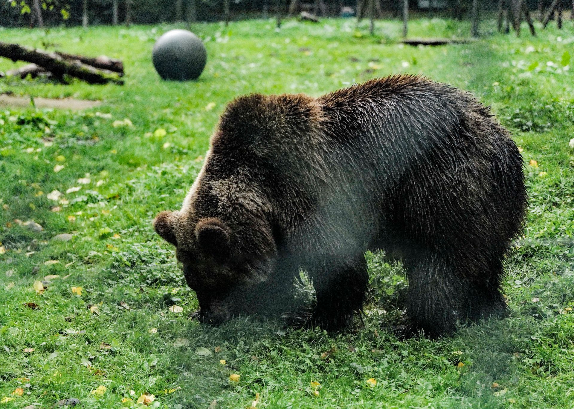 Bear in the Bärenwald Resort