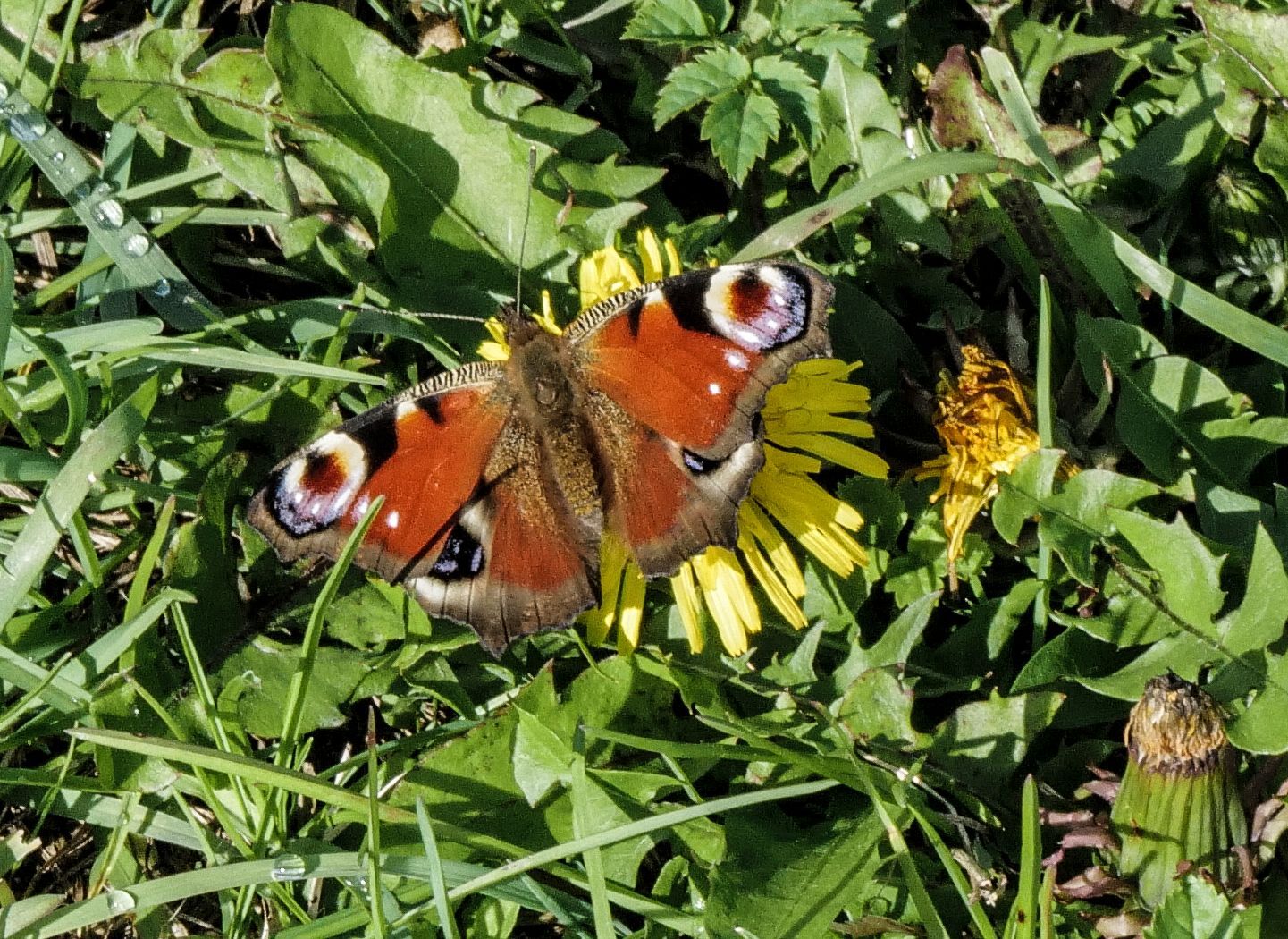 The last Butterfly in fall 