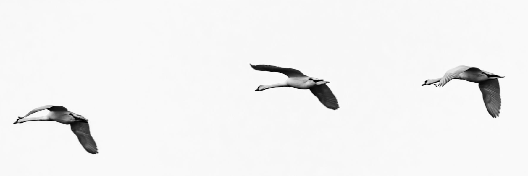 Swanes Morning Flight at the Müritz Lake