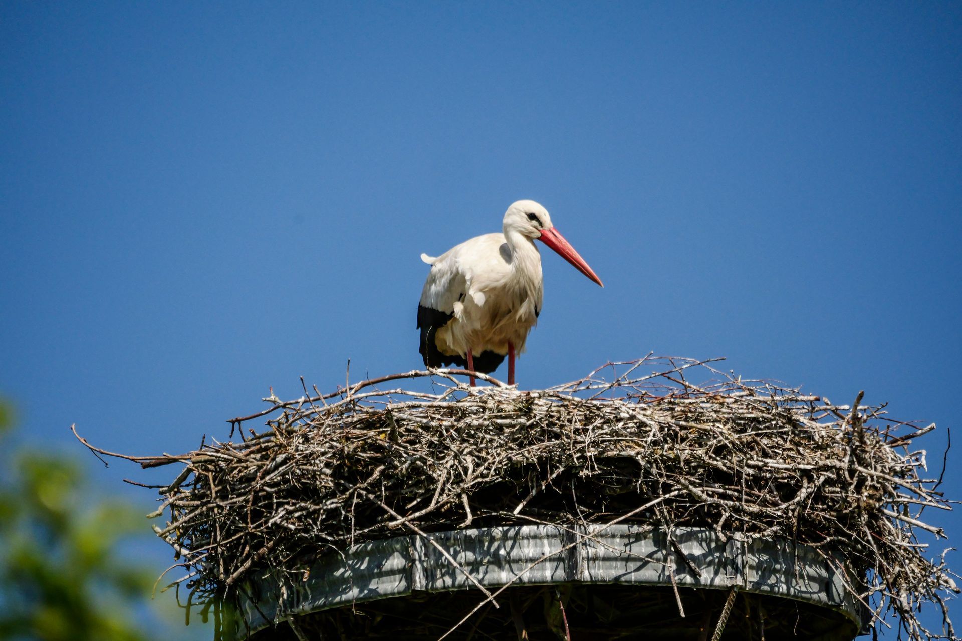 Stork near Solzow