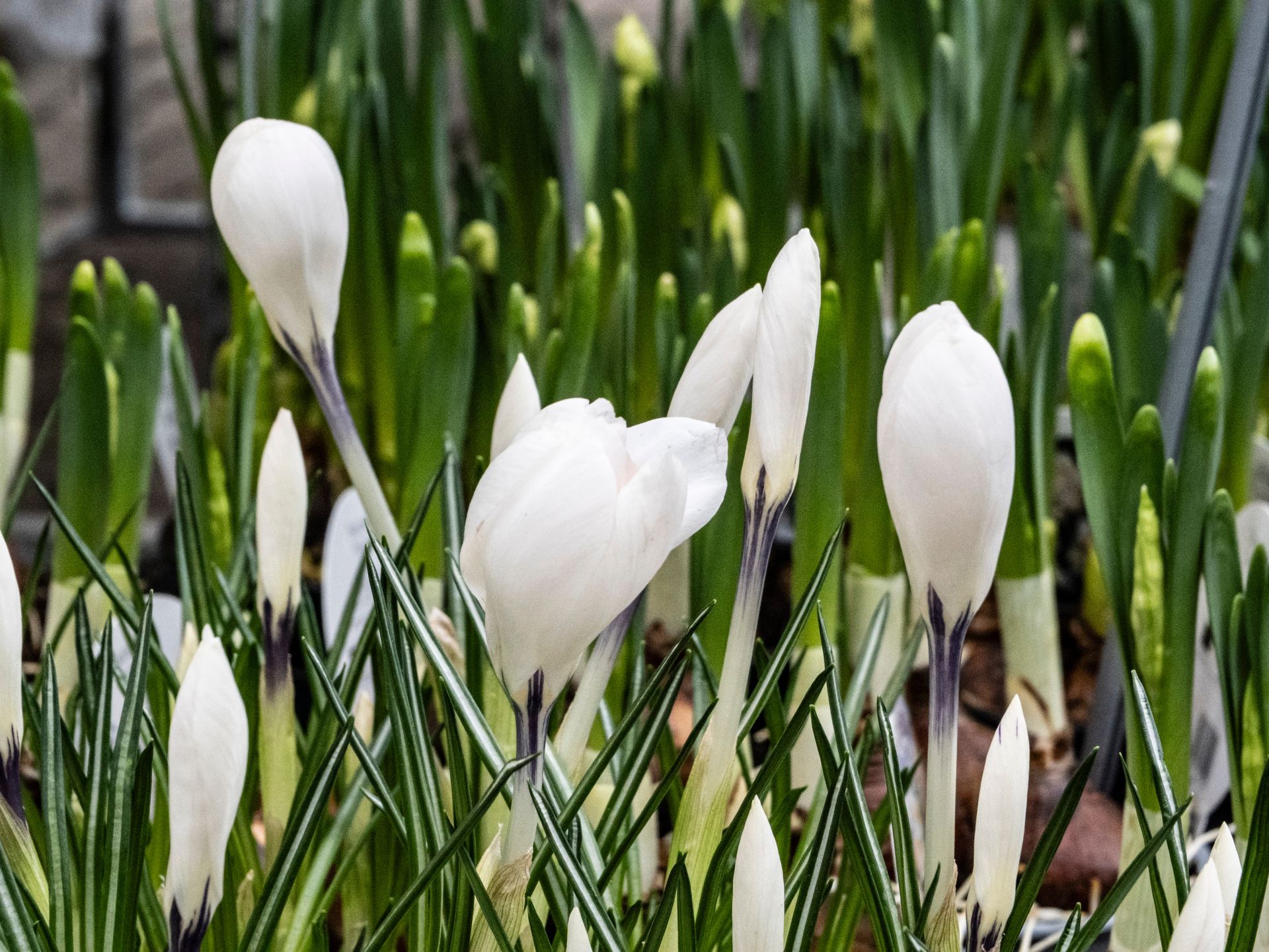 Market Day in Muenster