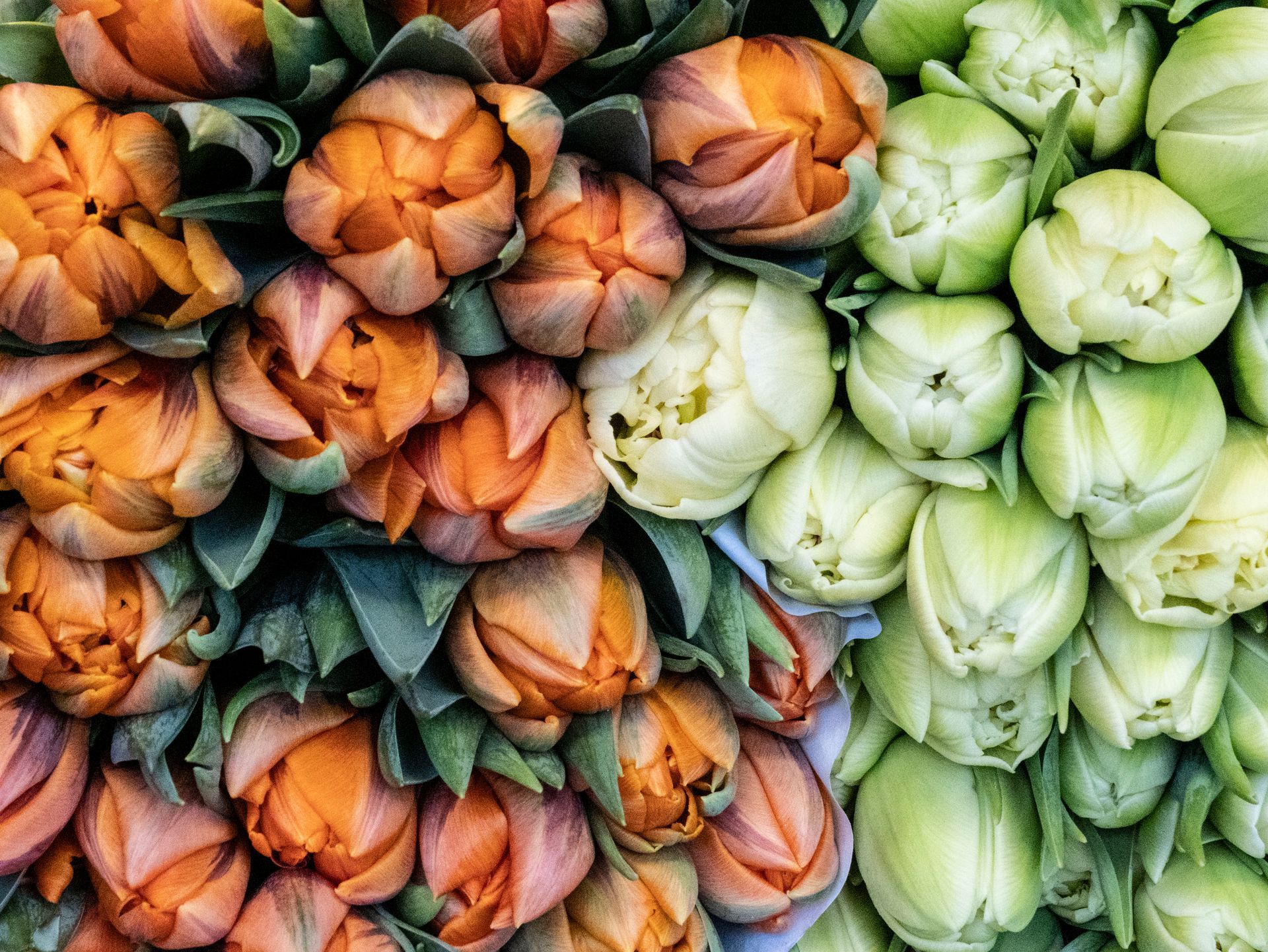 Market Day in Muenster