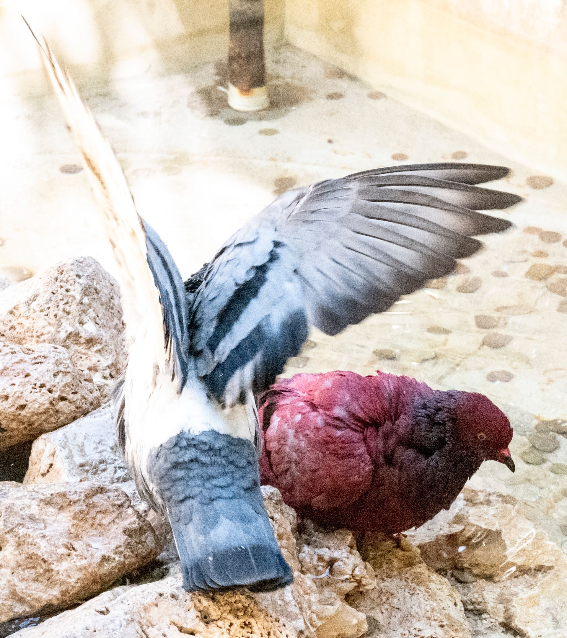 Pigeon life in Valencia