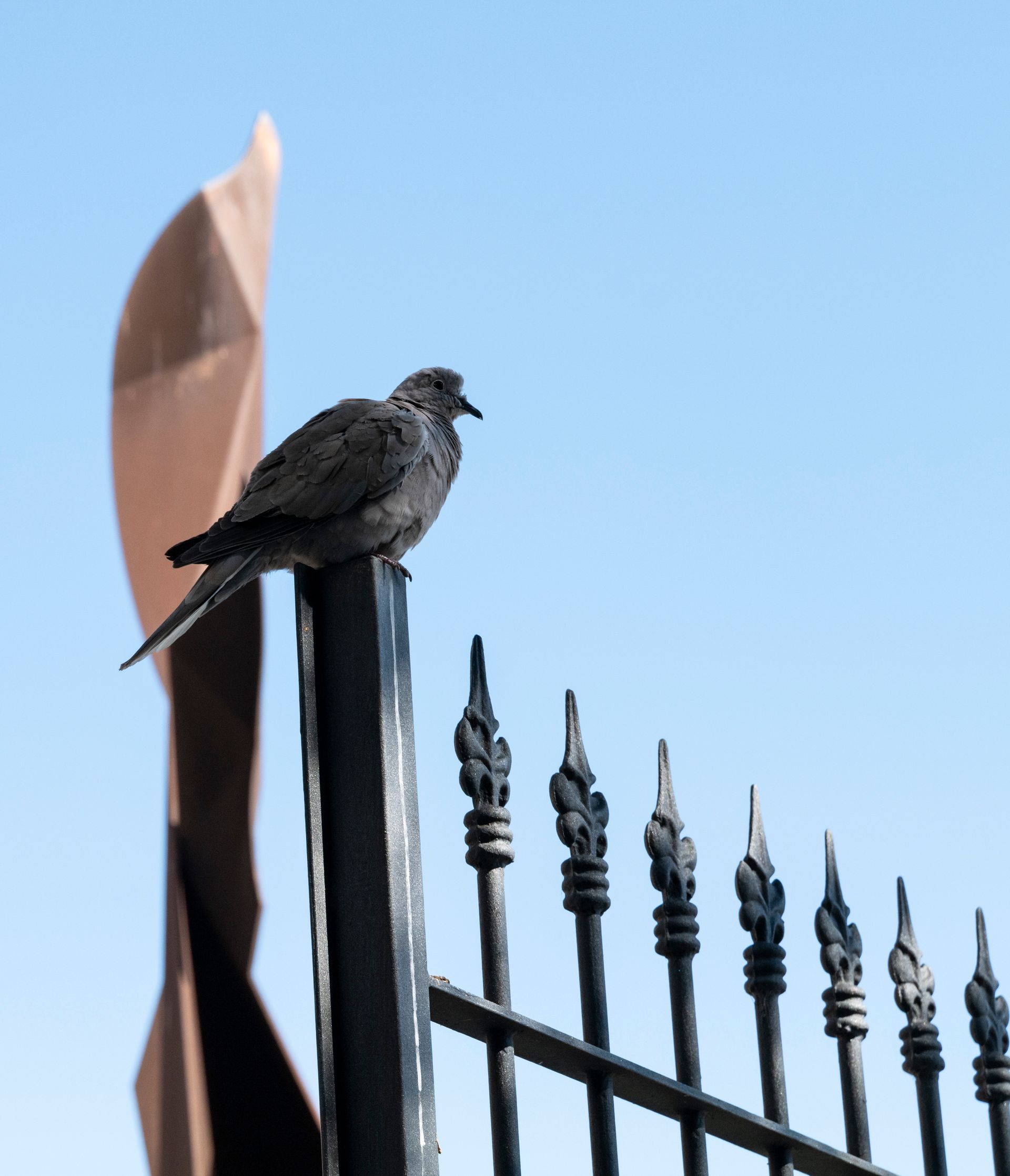 Pigeon life in Valencia