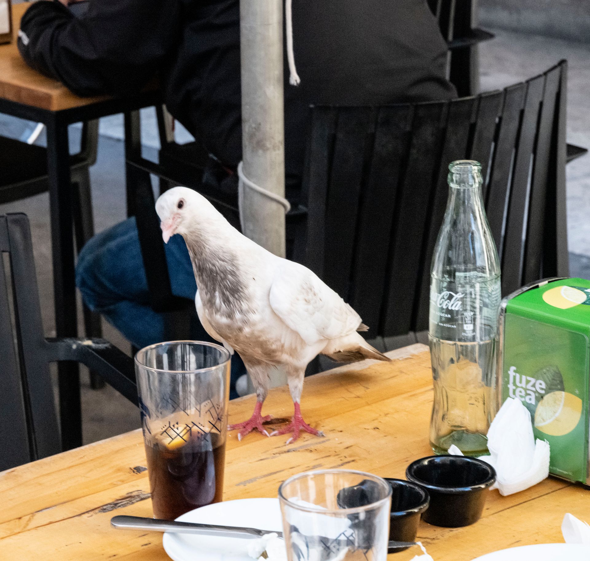 Pigeon life in Valencia