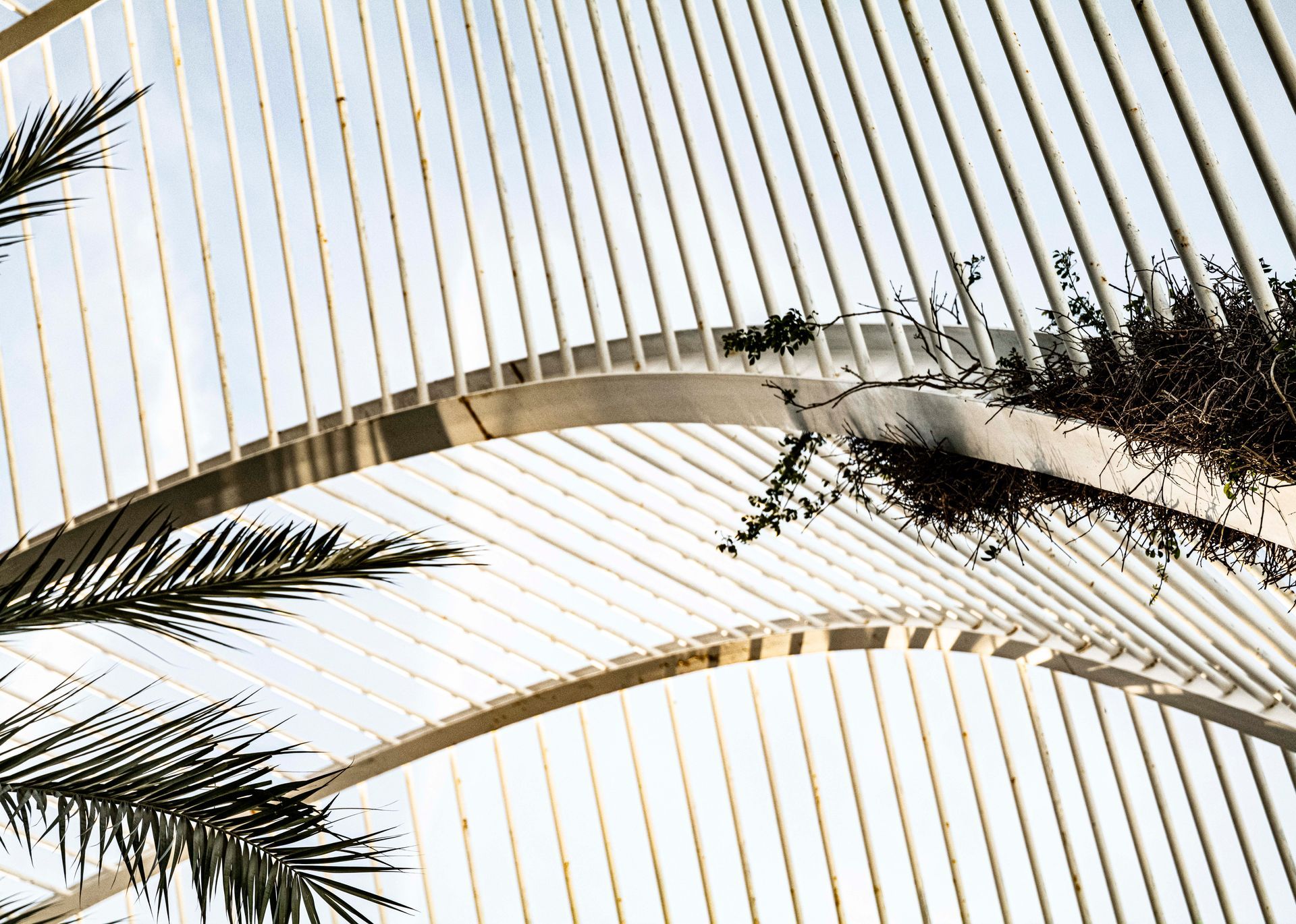 Umbracle Detail