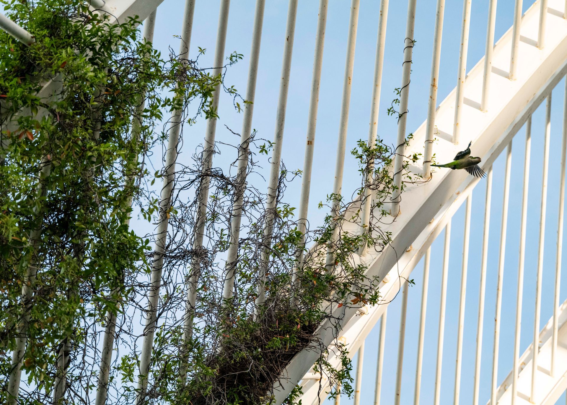 Umbracle Detail