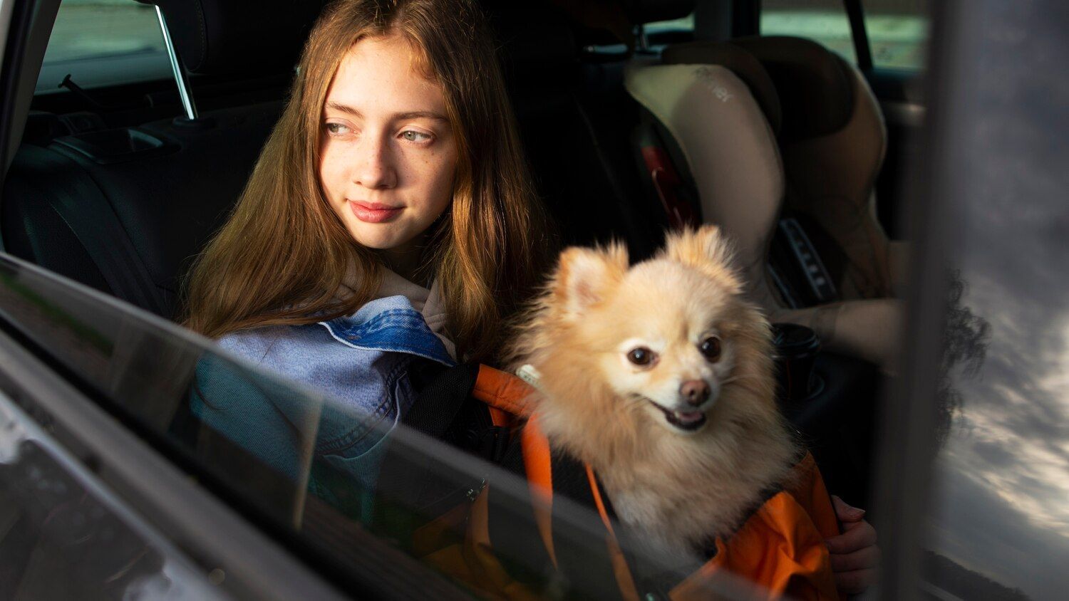 A person sits in the backseat of a car next to a small, light-brown dog wearing an orange harness.