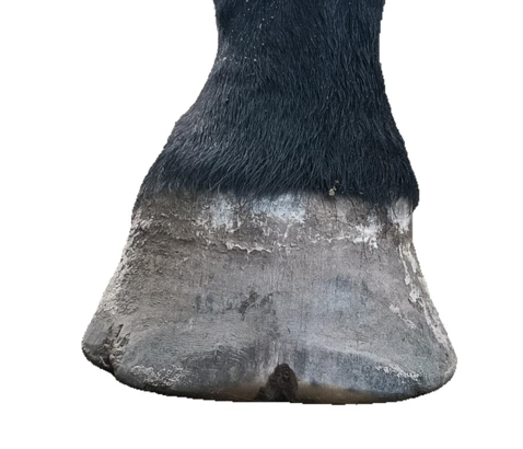 Nahaufnahme eines Pferdehufe mit einer horizontalen Leiste an der Hufwand vor einem schlichten weißen Hintergrund.
