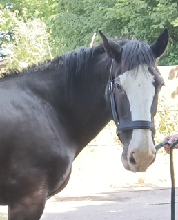 Ein dunkelbraunes Pferd mit einer breiten weißen Blesse steht im Freien mit einem Lederhalfter und einem Führstrick.