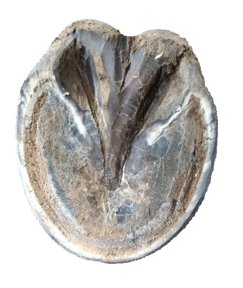 Eine Ansicht von unten auf einen Pferdehuf, die Sohle, Strahl und Wand zeigt, mit einer gräulichen, versteinerten oder steinartigen Textur.