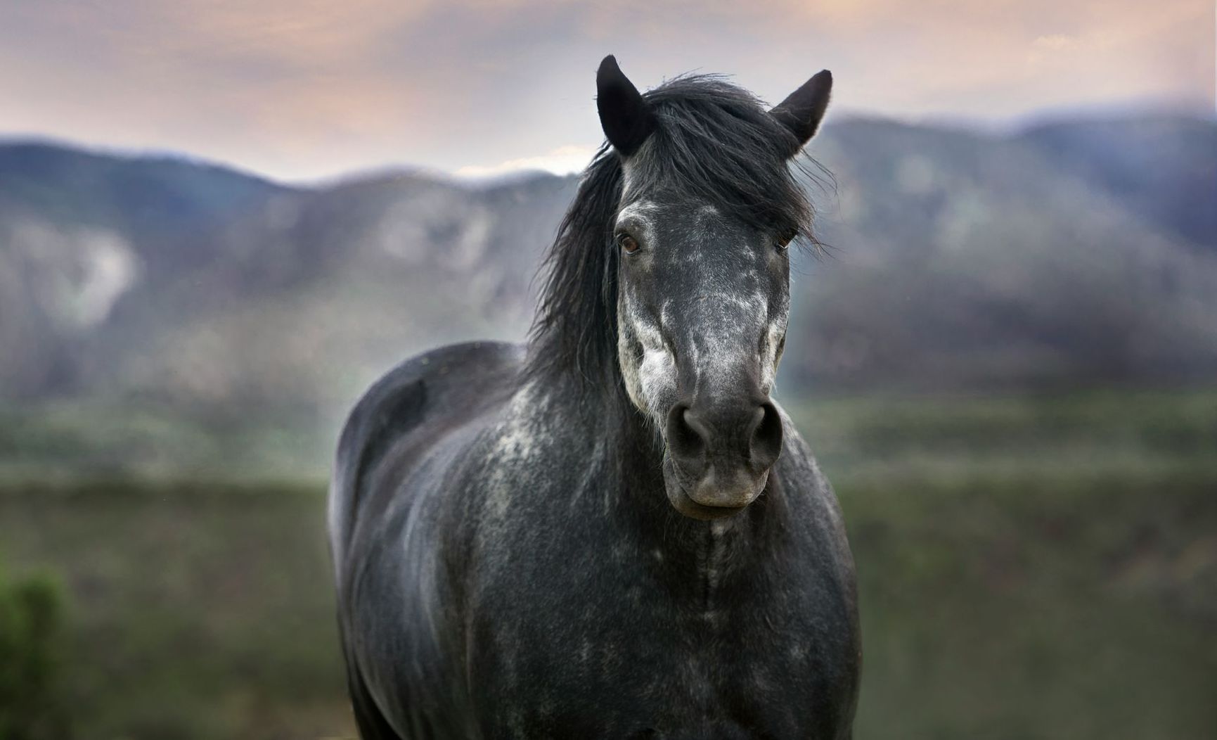 Ein dunkelgraues Pferd steht mit dem Blick nach vorn vor einer weichgezeichneten Kulisse aus sanften Hügeln und einem dämmrigen, gedämpften Himmel.