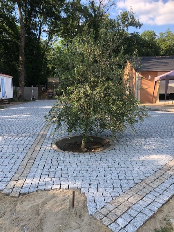 Pose en cours de dalles en pierre dans un jardin, autour d'un olivier