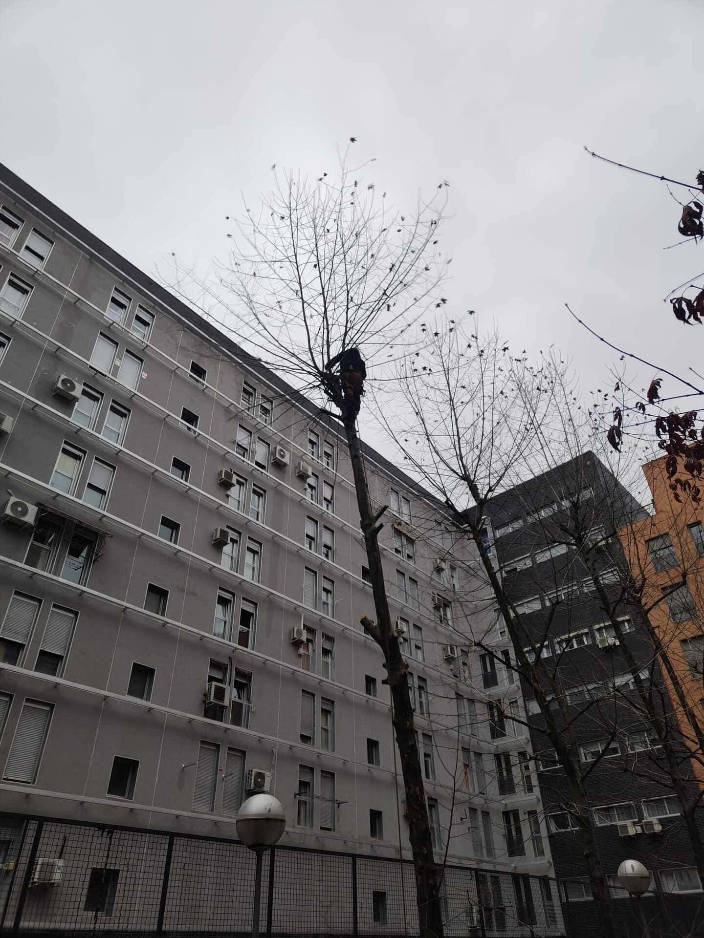 Altos edificios de apartamentos con árboles desnudos bajo un cielo gris en un patio urbano.