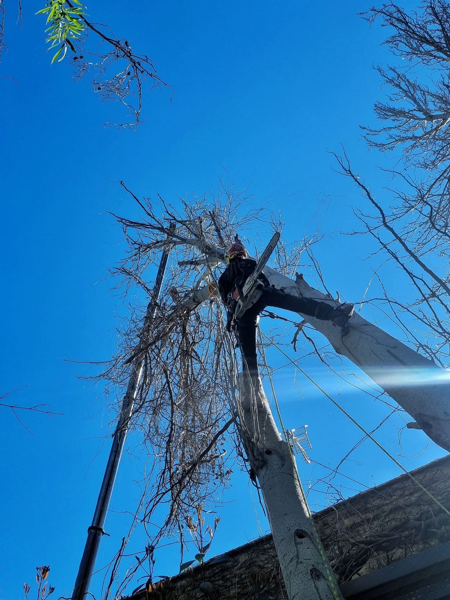 Una persona poda las ramas altas de un árbol contra un cielo azul brillante.