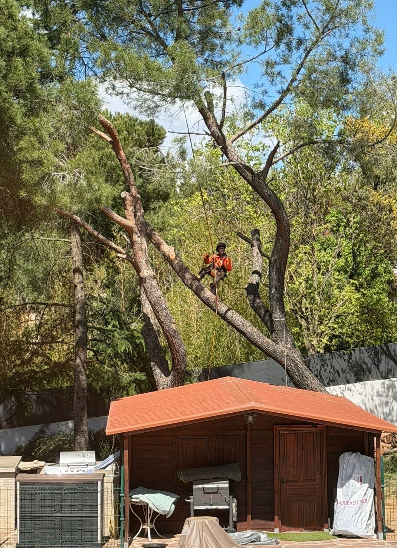 Una persona con una camisa naranja está de pie en un árbol, encima de un pequeño cobertizo de madera en un patio arbolado.