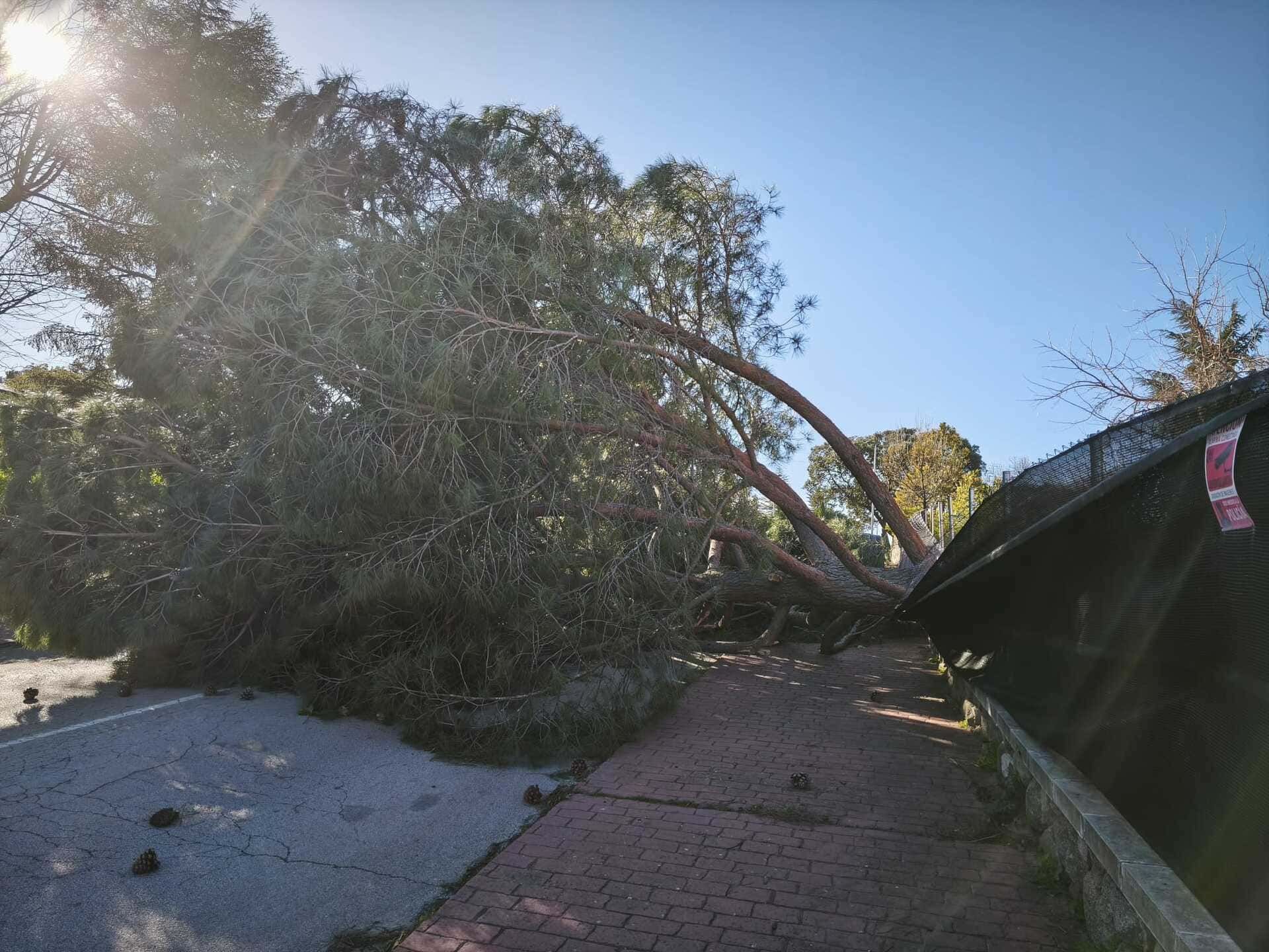 Un árbol caído bloquea una acera y una entrada para vehículos junto a una casa, bajo la luz del sol.