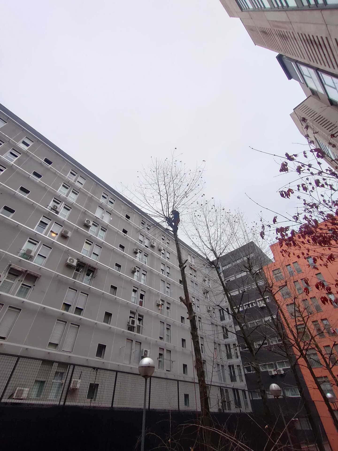 Altos edificios de apartamentos rodean un pequeño patio con árboles sin hojas bajo un cielo nublado.