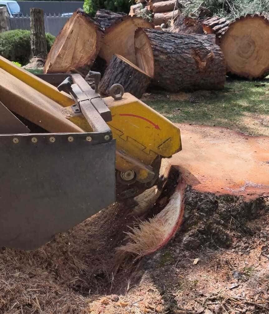 Una trituradora de madera amarilla destroza un tocón de árbol, con aserrín en el suelo y troncos cortados al fondo.