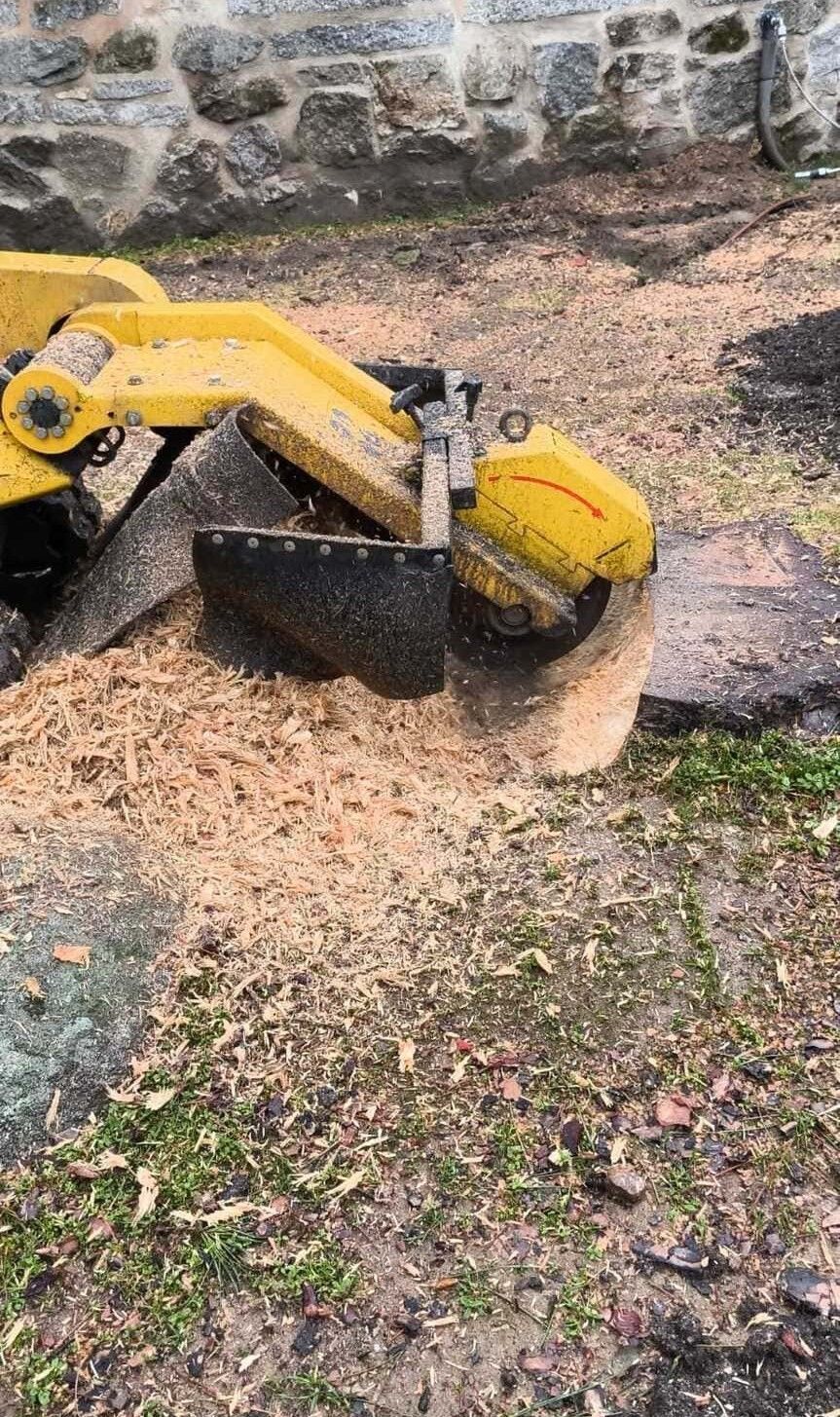 Una excavadora amarilla tritura un tocón de árbol y esparce astillas de madera junto a un muro de piedra.