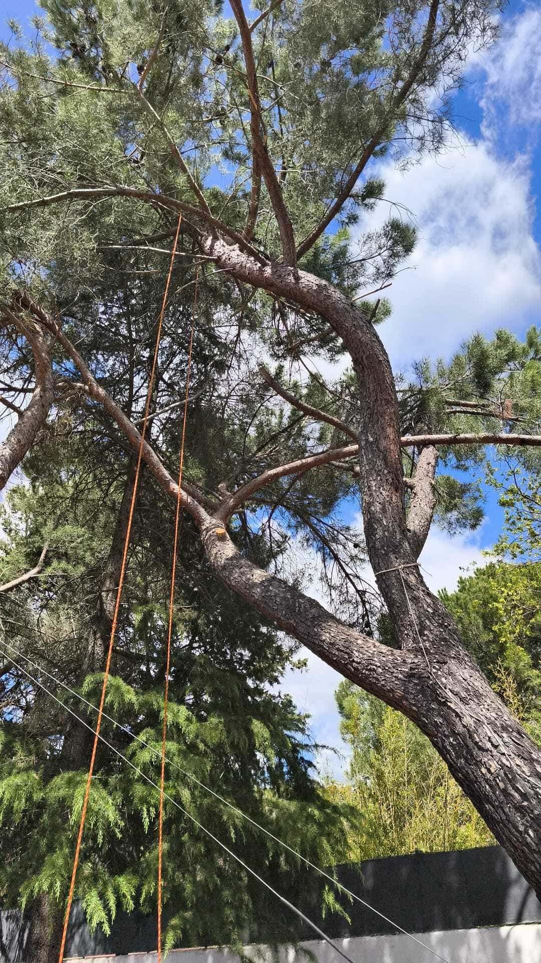 Altas ramas de árboles contra un cielo azul con nubes, y cuerdas de columpios de un parque infantil abajo.