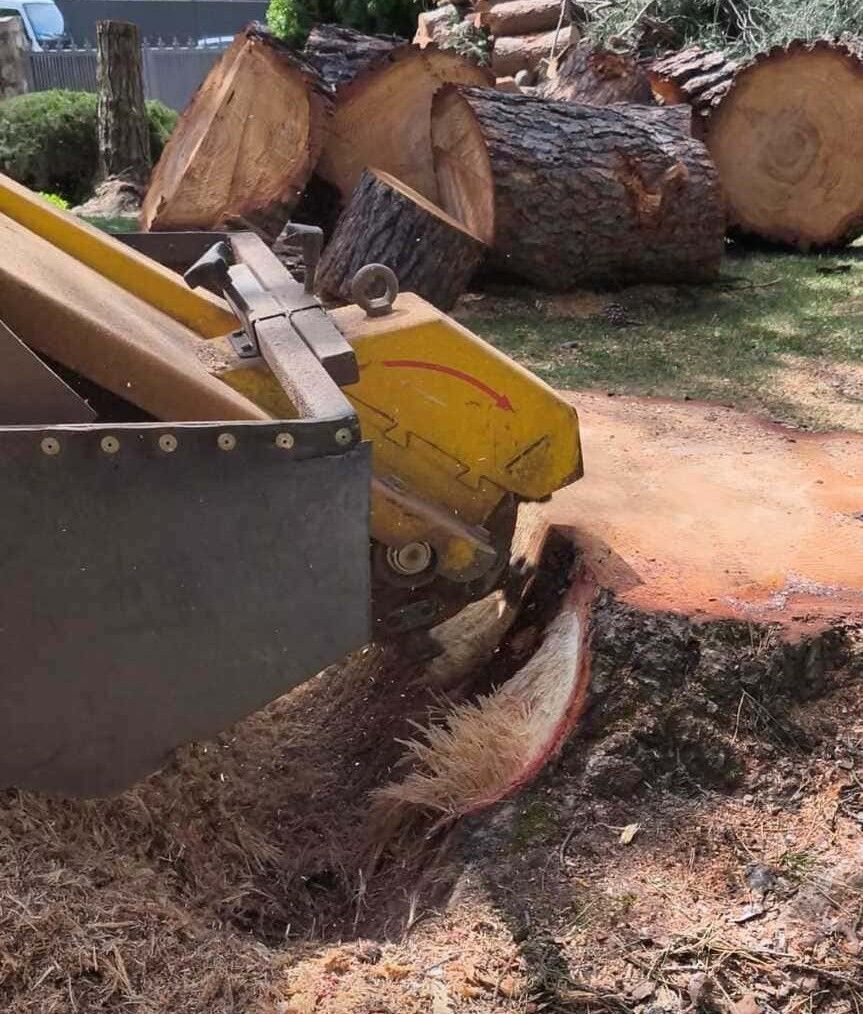 Una trituradora de madera amarilla corta un tocón de árbol junto a troncos apilados y aserrín al aire libre.