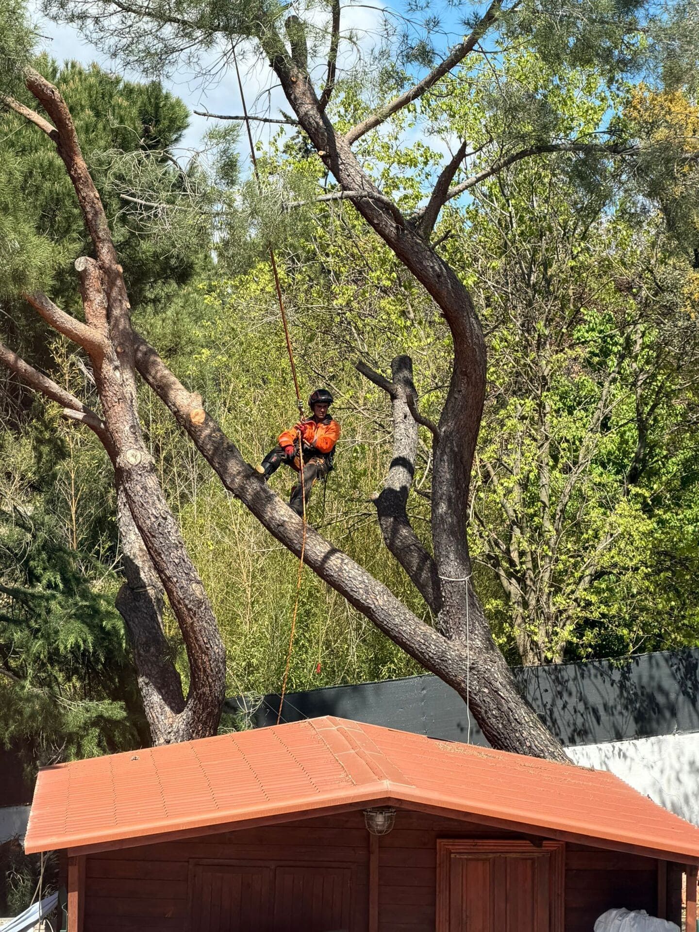 Persona vestida de naranja trepando a un árbol sobre una cabaña de techo rojo en una zona boscosa.