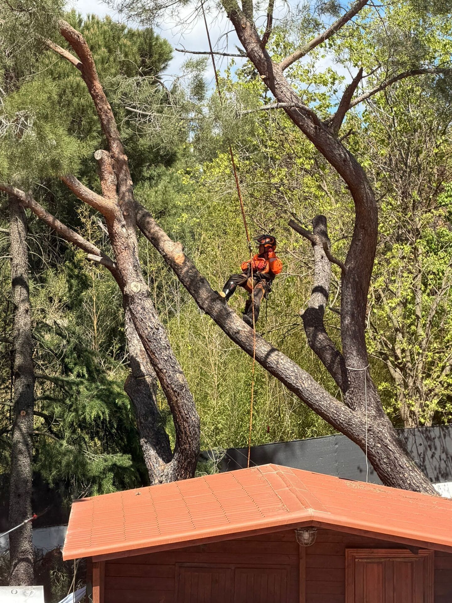 Una persona vestida de naranja está sentada en la rama de un árbol, encima de un edificio con tejado rojo, en una zona boscosa.