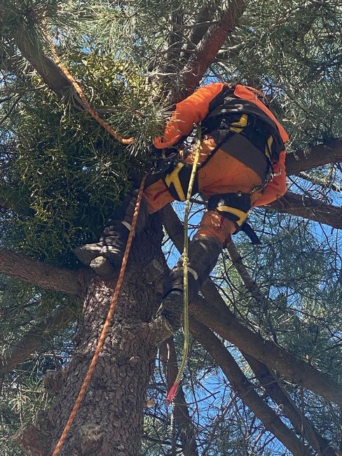 Persona con traje de seguridad naranja trepando a un árbol con cuerdas y arnés.
