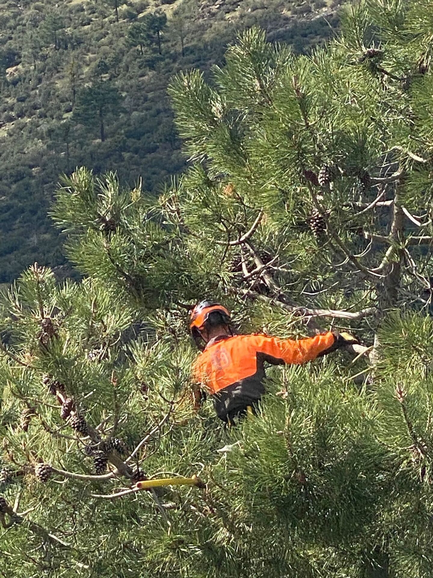 Persona con chaqueta naranja que extiende la mano entre las ramas de un pino en una ladera.