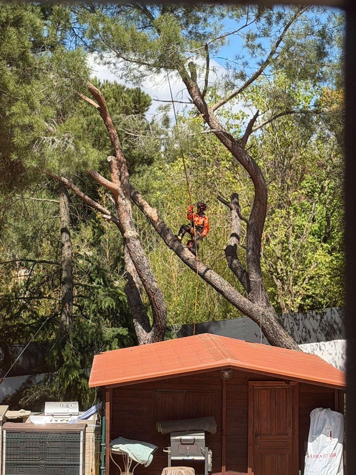 Un trabajador con equipo de seguridad naranja poda un árbol alto sobre un cobertizo de madera.