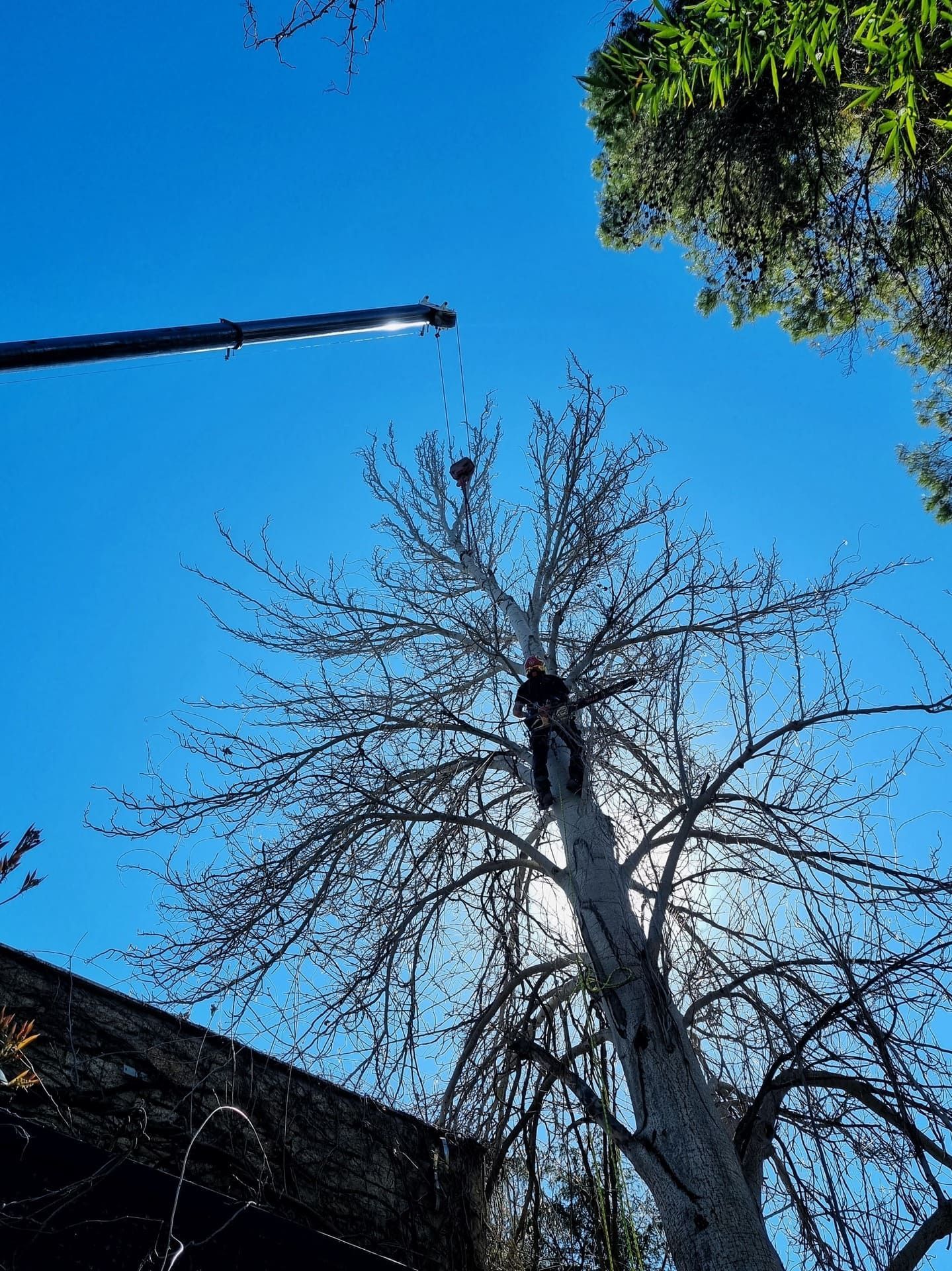 Ramas desnudas de árboles contra un cielo azul brillante, con una farola y hojas verdes en los bordes.