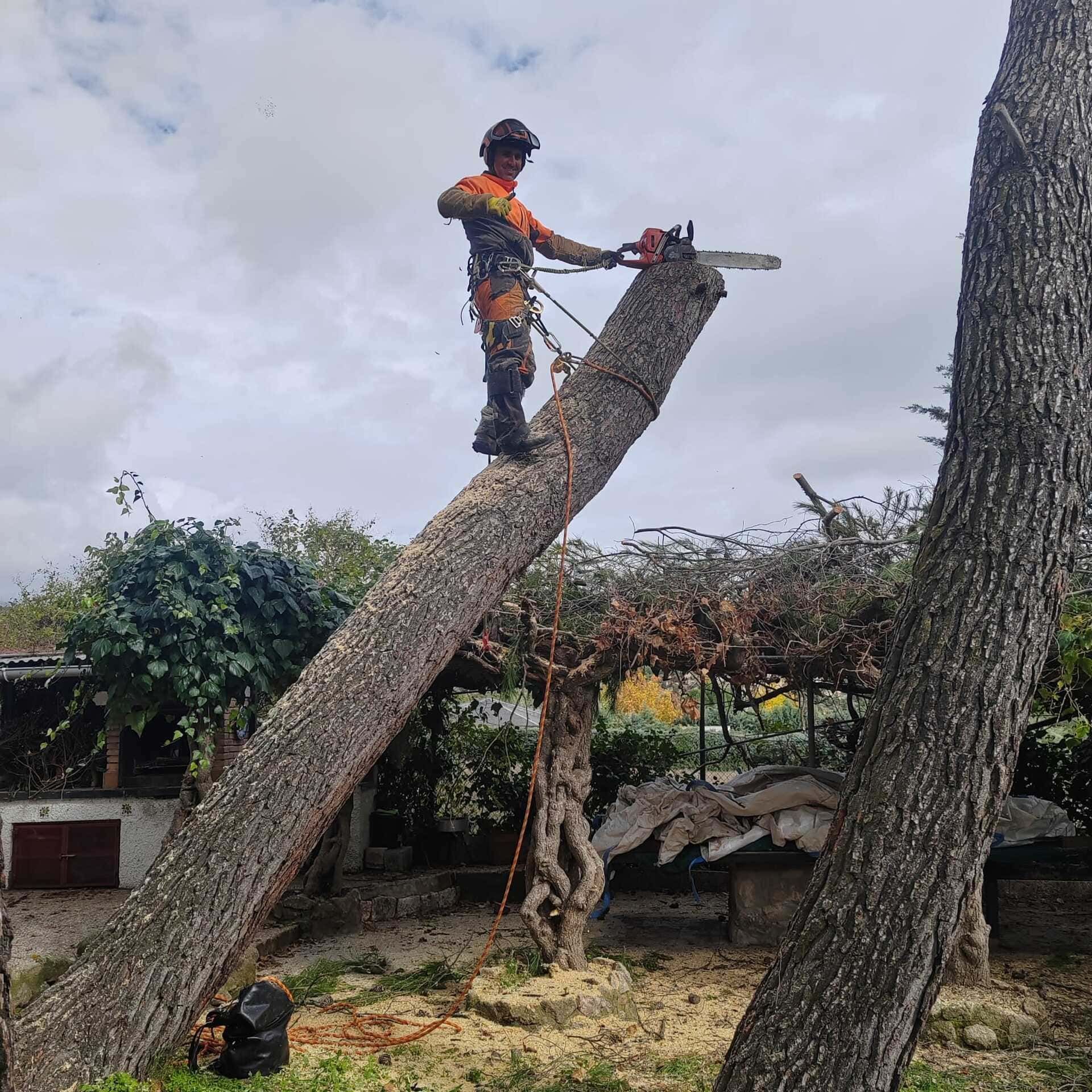 Un trabajador utiliza una motosierra para cortar el tronco inclinado de un árbol al aire libre en un patio.
