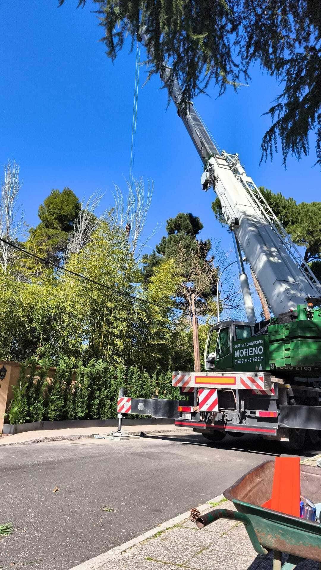 Camión grúa en una calle levantando un árbol entre altos árboles verdes bajo un cielo azul claro