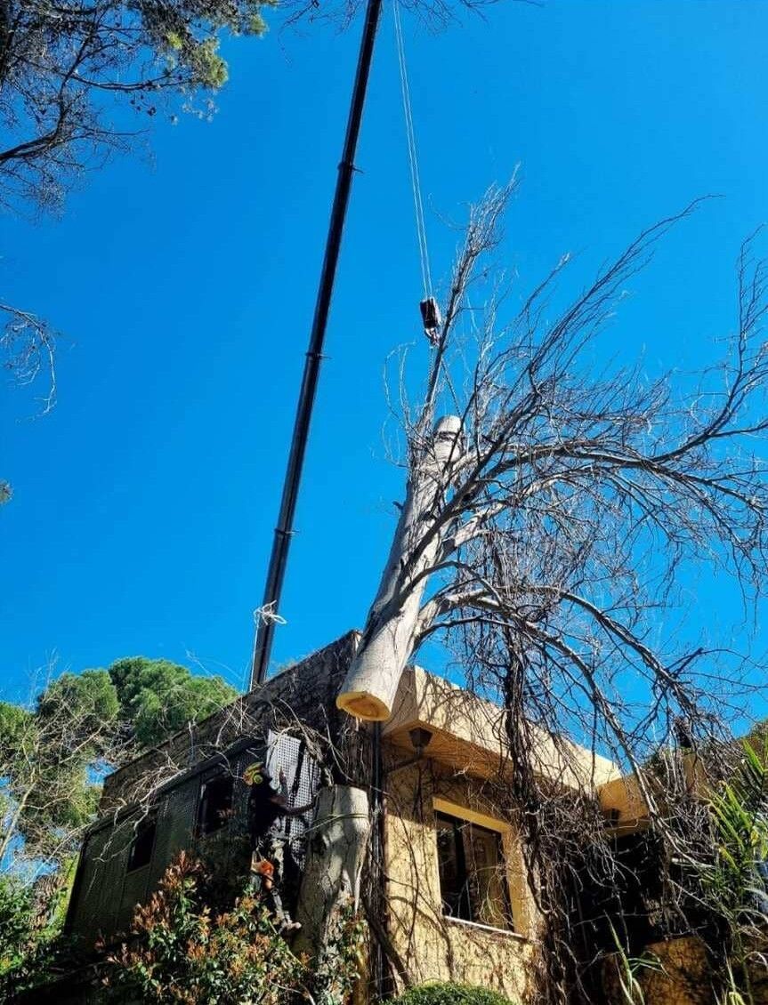 Un árbol alto y sin hojas junto a un edificio de piedra contra un cielo azul brillante.