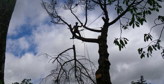 Élagage arbre