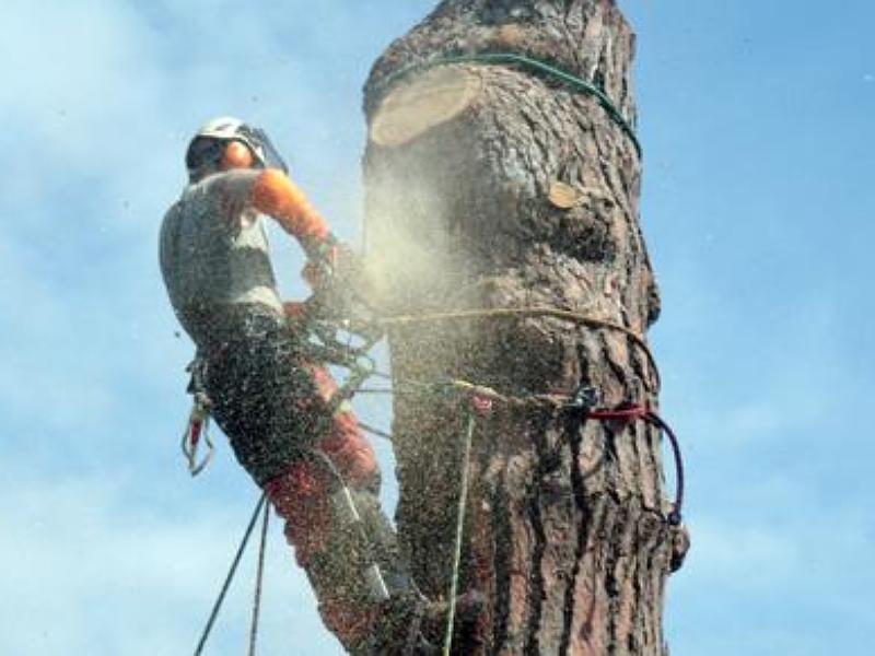 Abattage de tronc