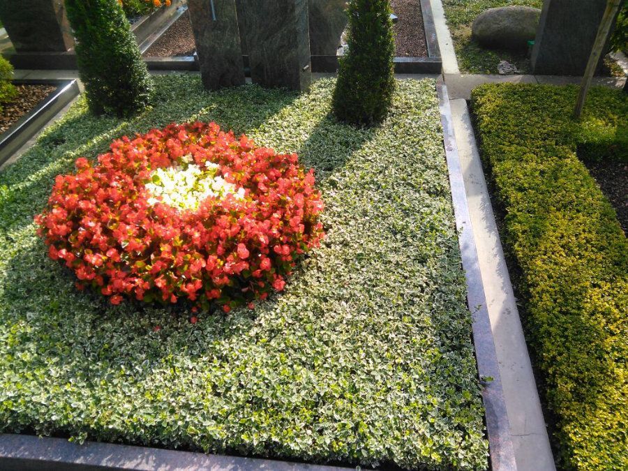 Bodendecker Grabstelle