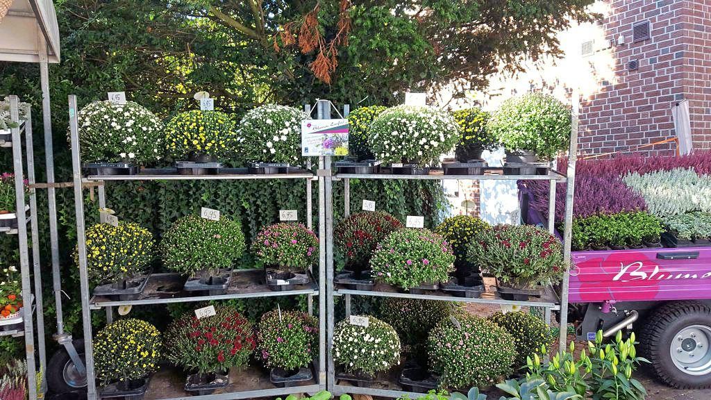 Pflanzenverkauf von Lenfers in einem Regal