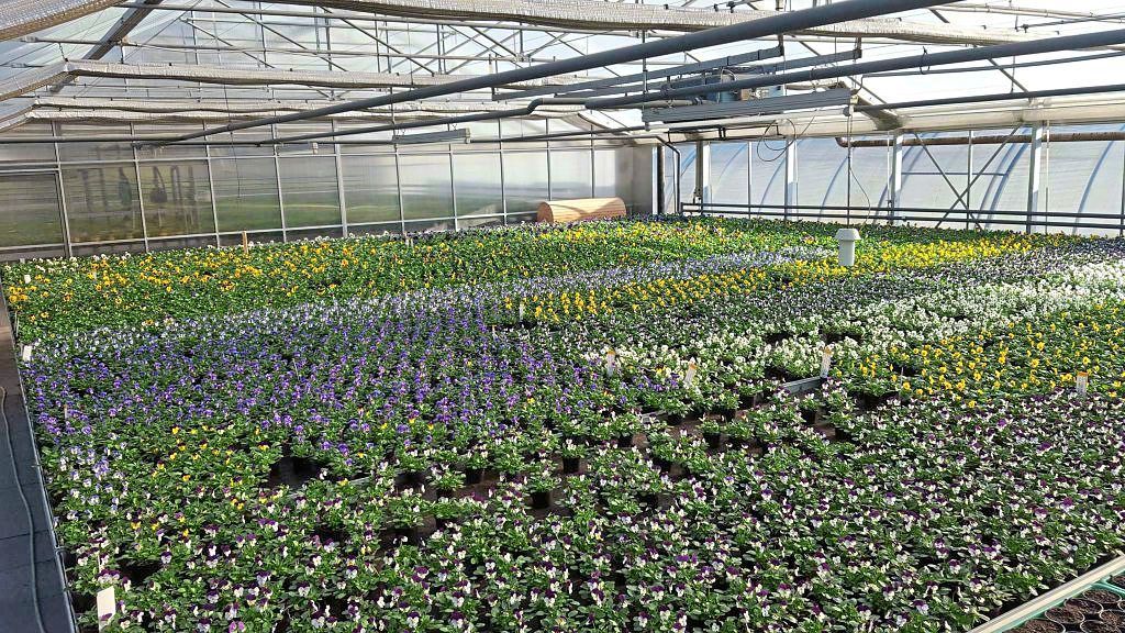 bunte Pflanzenzucht Lenfers