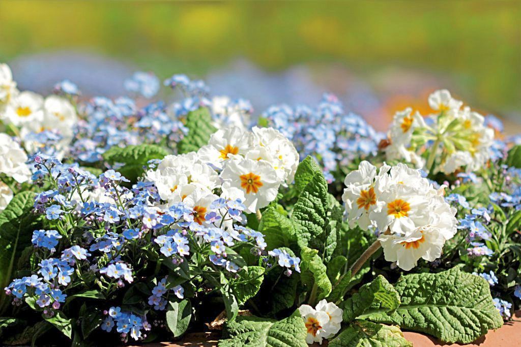 Balkonpflanze blau und weiß
