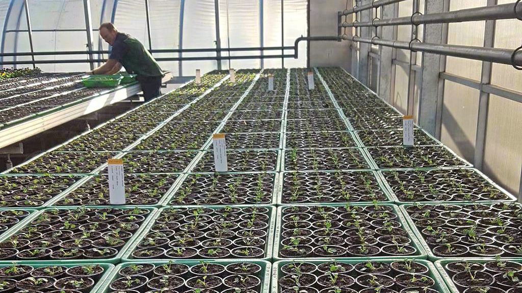 Pflanzenzucht Lenfers