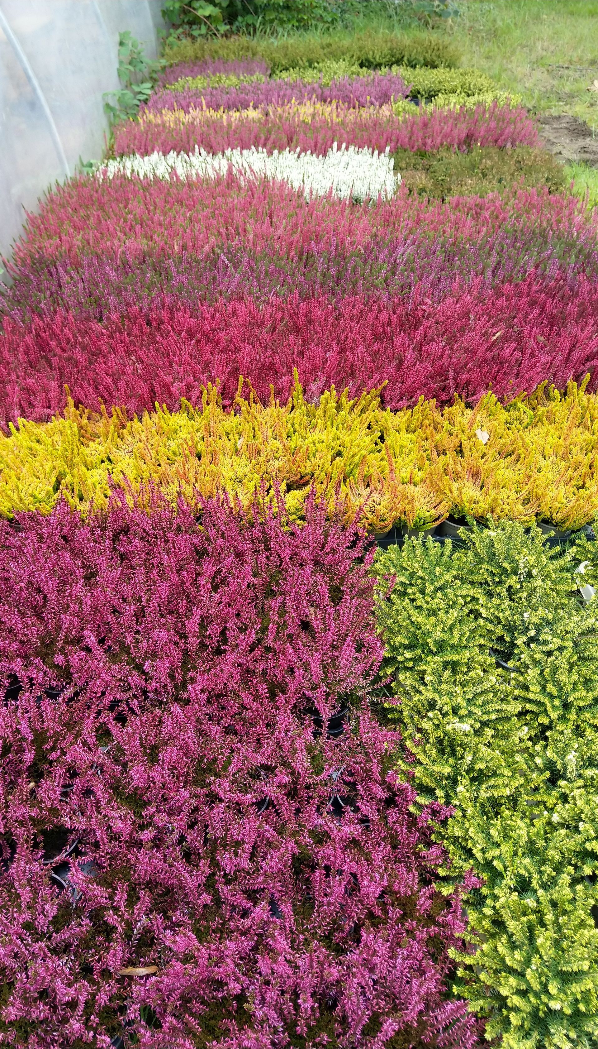 In einem Garten wächst ein Strauß verschiedenfarbiger Blumen.