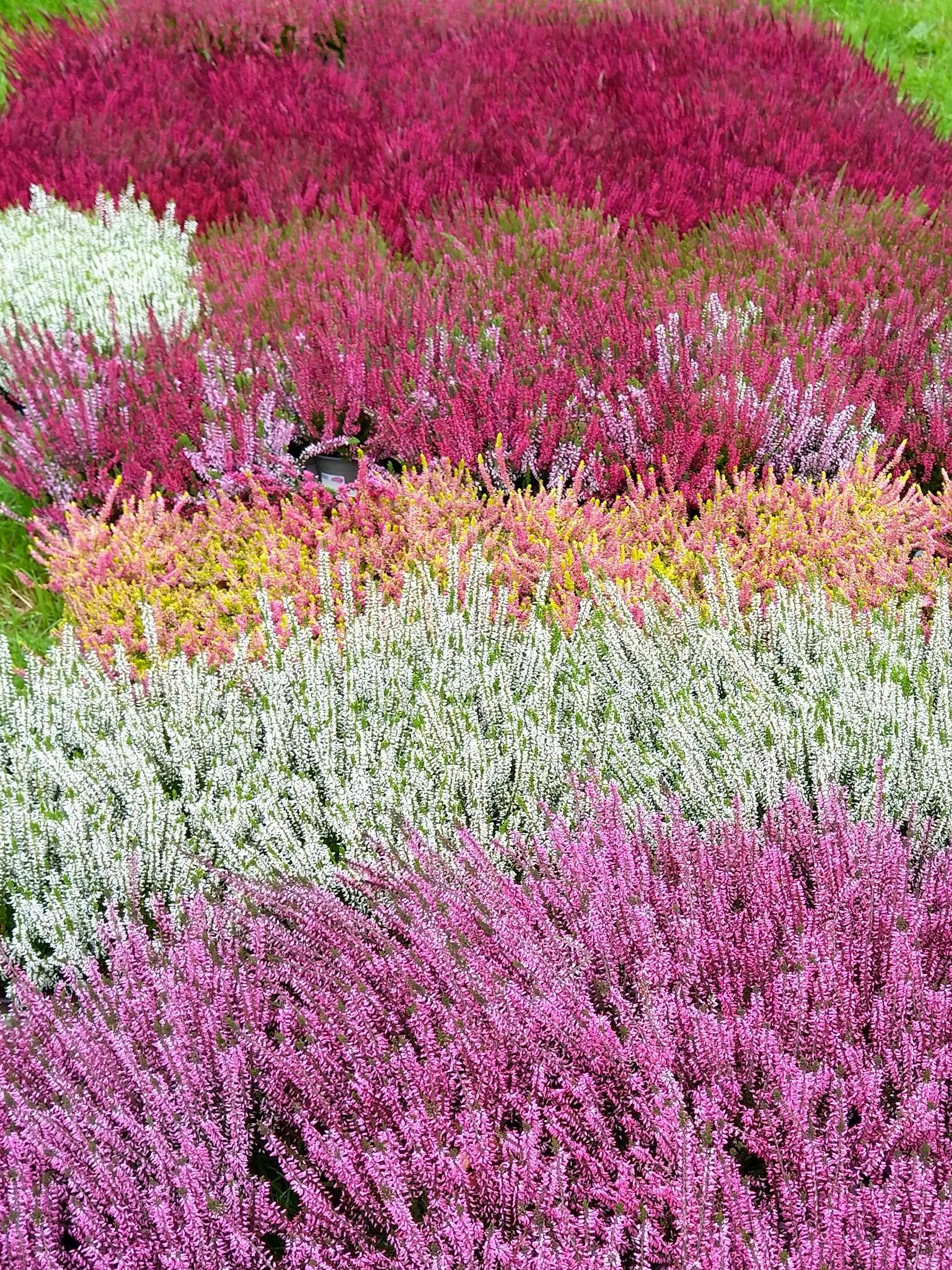 In diesem Garten gibt es viele verschiedene Blumenarten.