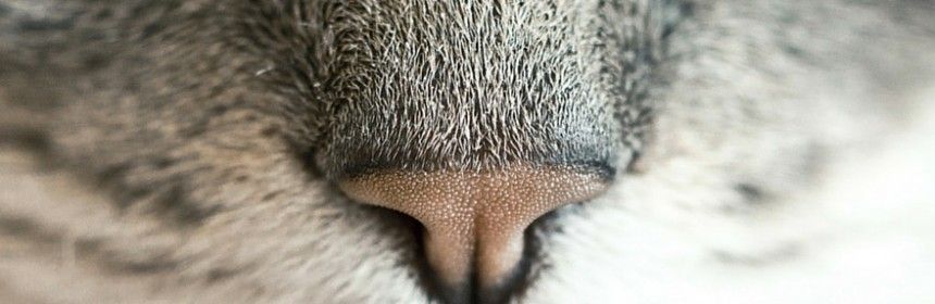 8 trucs pour atténuer les odeurs de litière du chat