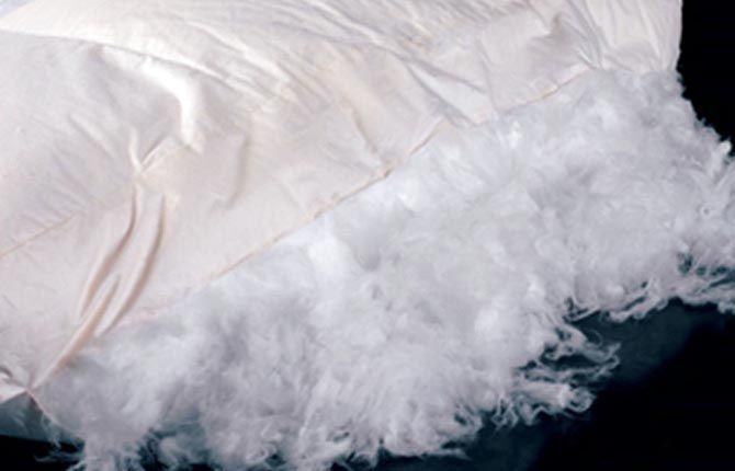 Almohada blanca con relleno saliendo.