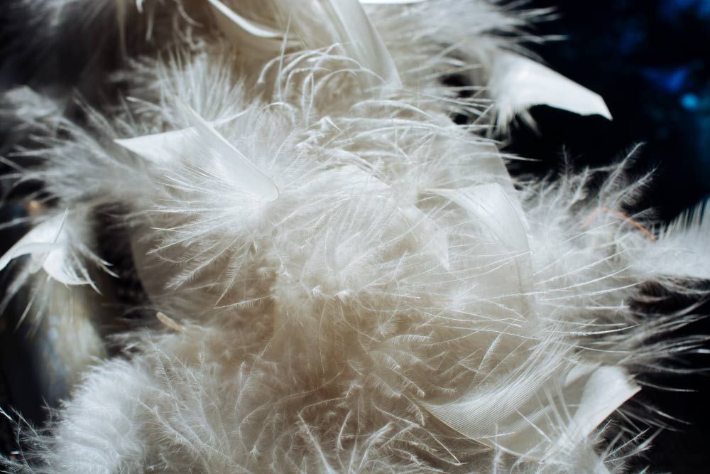 Primer plano de plumas suaves y blancas agrupadas, posiblemente formando una textura esponjosa.