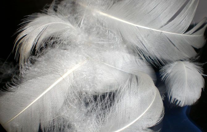 Primer plano de plumas blancas esponjosas.